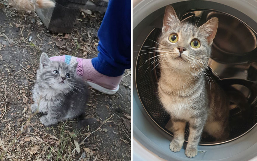 45 Wholesome Pics Of Kittens Growing Into Cats, As Shared On This “Cat Grows” Group (New Pics) 45 Wholesome Pics Of Kittens Growing Into Cats, As Shared On This “Cat Grows” Group (New Pics)