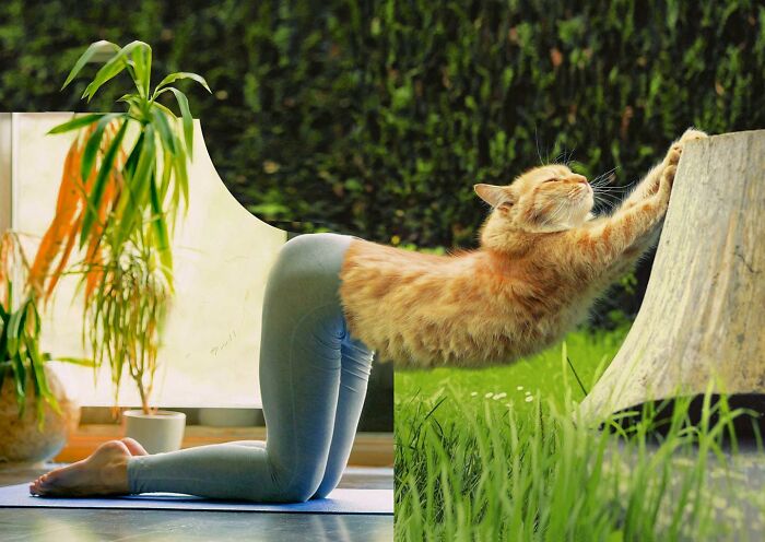 This Artist Creates Peculiar Collages Featuring Cat Photos, And Here Are His 30 Best Works This Artist Creates Peculiar Collages Featuring Cat Photos, And Here Are His 30 Best Works
