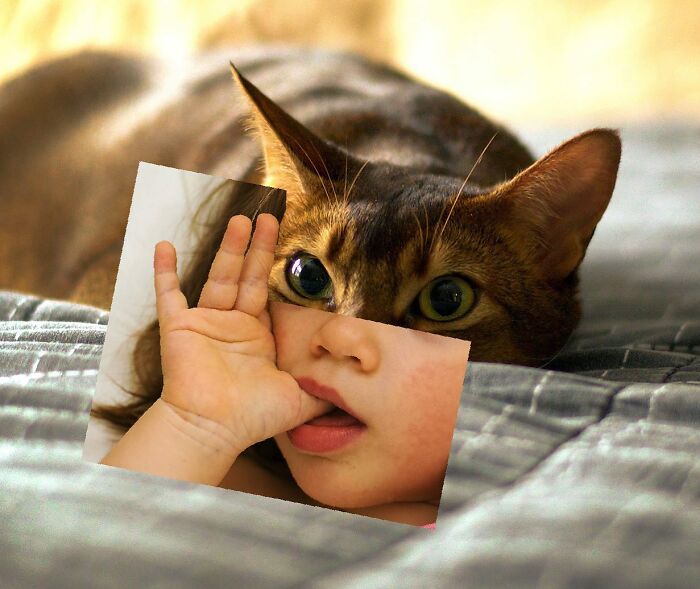 This Artist Creates Peculiar Collages Featuring Cat Photos, And Here Are His 30 Best Works This Artist Creates Peculiar Collages Featuring Cat Photos, And Here Are His 30 Best Works