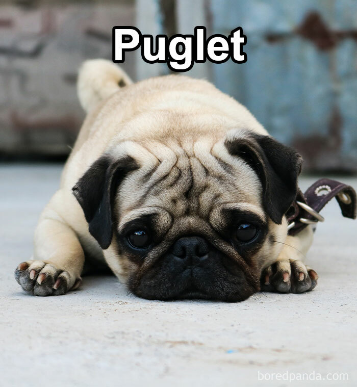 Pet Insurance Worker Shares The Absolute Best Names She’s Ever Seen Pet Insurance Worker Shares The Absolute Best Names She’s Ever Seen