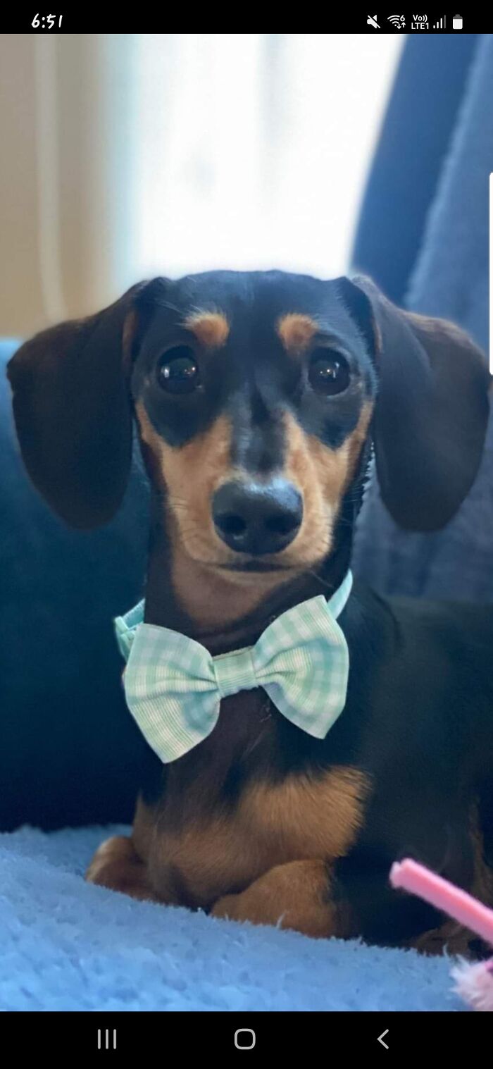 Hey Pandas, Post The Funniest Selfie Of One Of Your Pets Hey Pandas, Post The Funniest Selfie Of One Of Your Pets