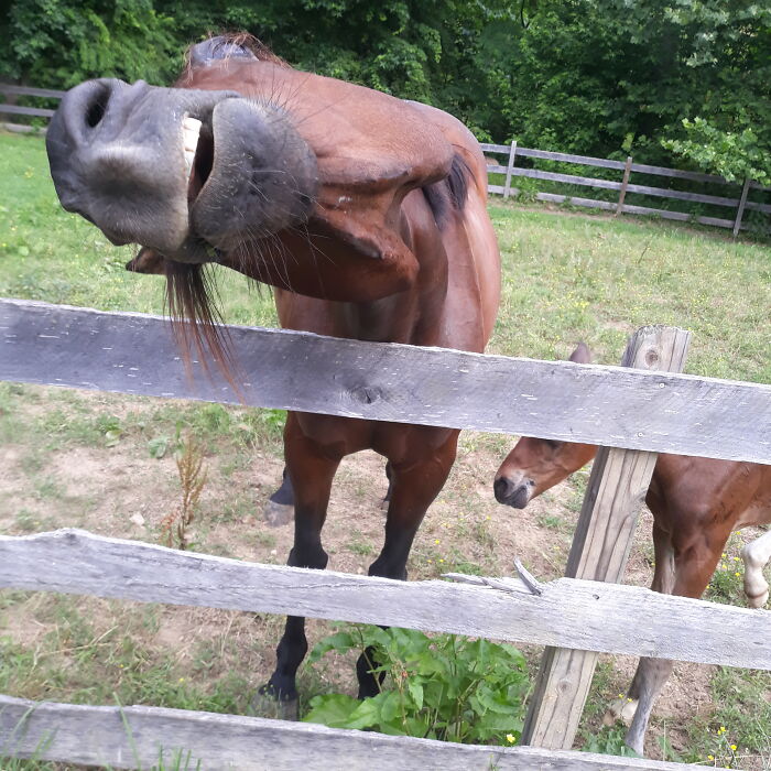 Hey Pandas, Post The Funniest Selfie Of One Of Your Pets Hey Pandas, Post The Funniest Selfie Of One Of Your Pets