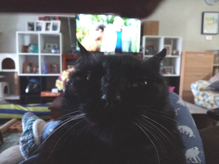 Hey Pandas, Post The Funniest Selfie Of One Of Your Pets Hey Pandas, Post The Funniest Selfie Of One Of Your Pets