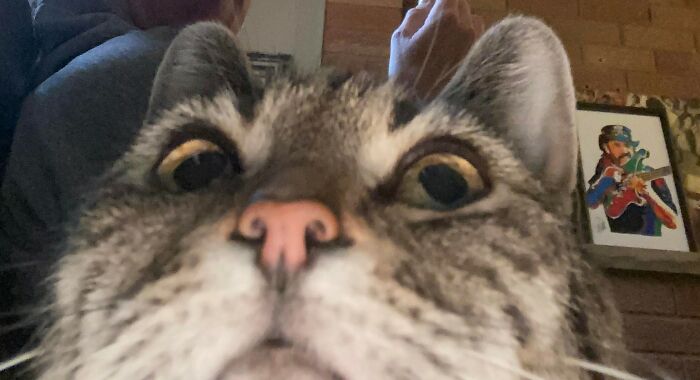 Hey Pandas, Post The Funniest Selfie Of One Of Your Pets Hey Pandas, Post The Funniest Selfie Of One Of Your Pets