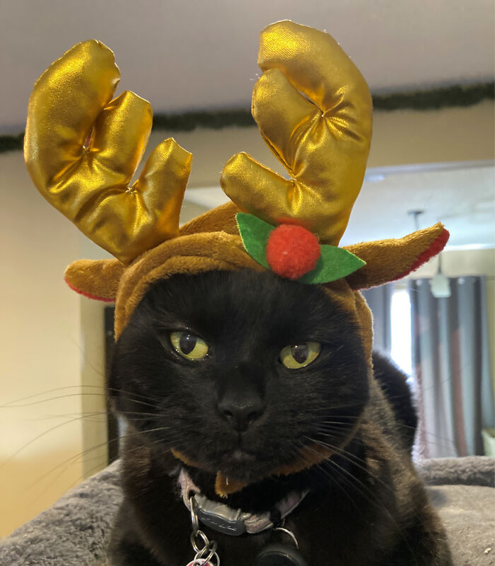 Hey Pandas, Post The Funniest Selfie Of One Of Your Pets Hey Pandas, Post The Funniest Selfie Of One Of Your Pets