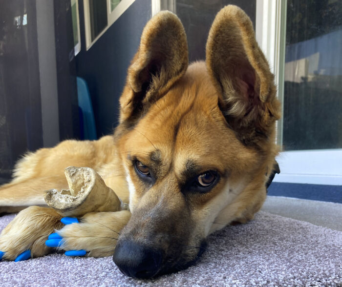 Hey Pandas, Post The Funniest Selfie Of One Of Your Pets Hey Pandas, Post The Funniest Selfie Of One Of Your Pets