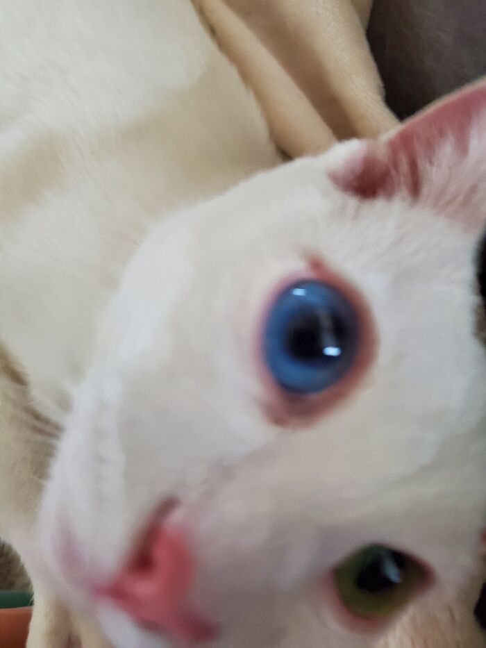 Hey Pandas, Post The Funniest Selfie Of One Of Your Pets Hey Pandas, Post The Funniest Selfie Of One Of Your Pets