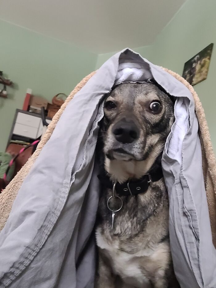 Hey Pandas, Post The Funniest Selfie Of One Of Your Pets Hey Pandas, Post The Funniest Selfie Of One Of Your Pets