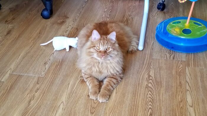 Hey Pandas, Post The Funniest Selfie Of One Of Your Pets Hey Pandas, Post The Funniest Selfie Of One Of Your Pets