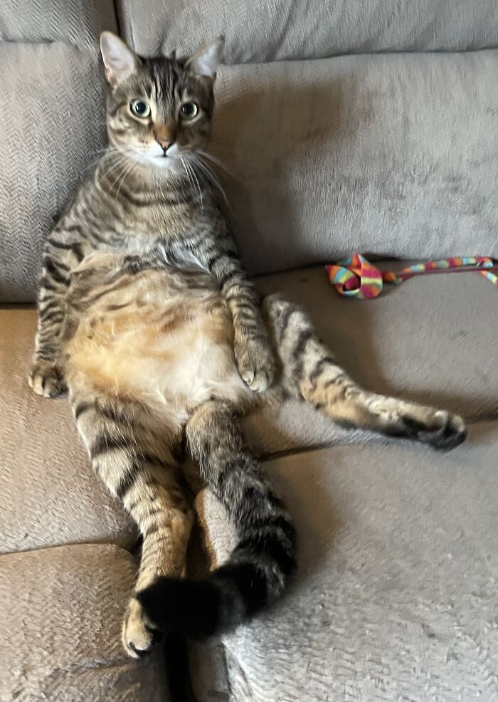 Hey Pandas, Post The Funniest Selfie Of One Of Your Pets Hey Pandas, Post The Funniest Selfie Of One Of Your Pets