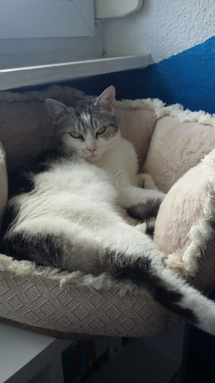 Hey Pandas, Post The Funniest Selfie Of One Of Your Pets Hey Pandas, Post The Funniest Selfie Of One Of Your Pets