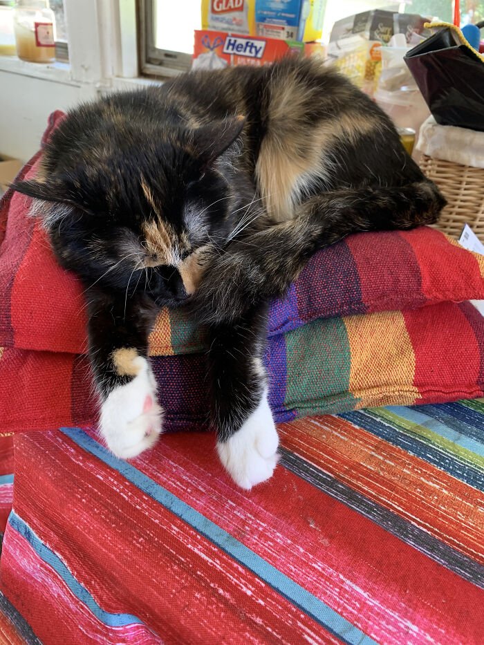 Hey Pandas, Post The Funniest Selfie Of One Of Your Pets Hey Pandas, Post The Funniest Selfie Of One Of Your Pets