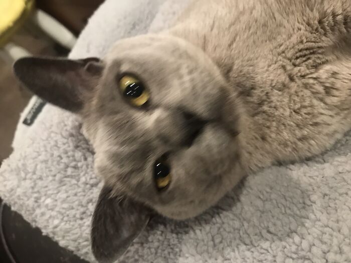 Hey Pandas, Post The Funniest Selfie Of One Of Your Pets Hey Pandas, Post The Funniest Selfie Of One Of Your Pets