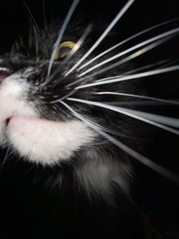 Hey Pandas, Post The Funniest Selfie Of One Of Your Pets Hey Pandas, Post The Funniest Selfie Of One Of Your Pets