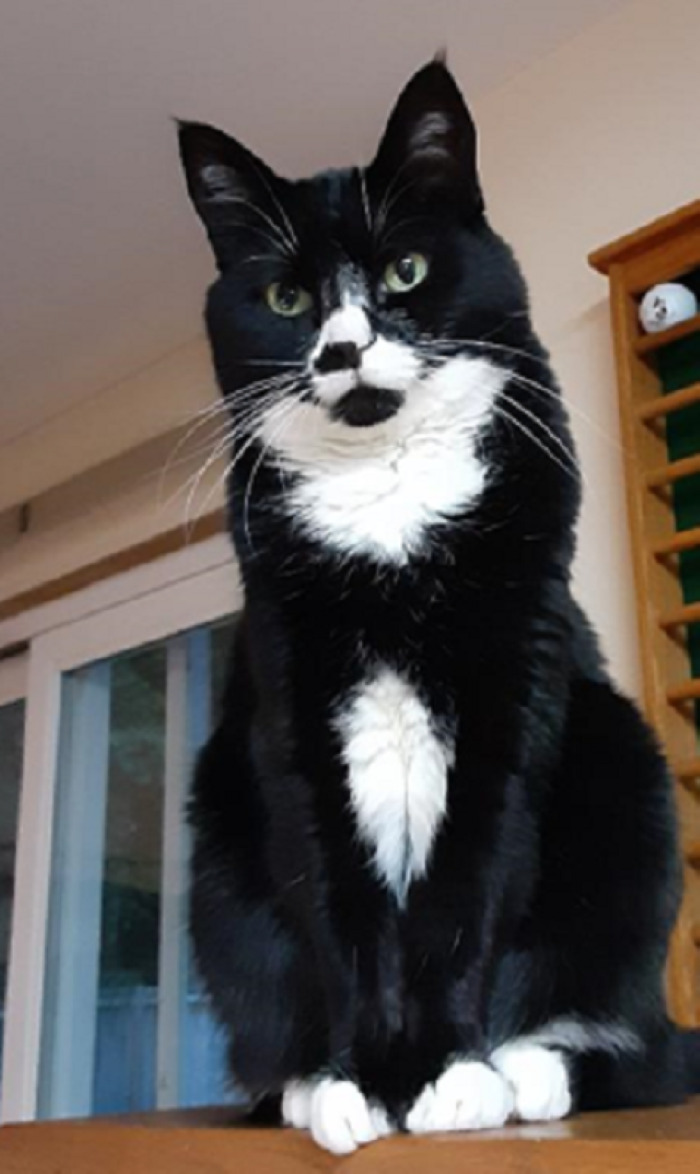 Hey Pandas, Post The Funniest Selfie Of One Of Your Pets Hey Pandas, Post The Funniest Selfie Of One Of Your Pets