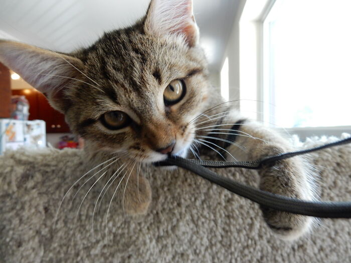 Hey Pandas, Post The Funniest Selfie Of One Of Your Pets Hey Pandas, Post The Funniest Selfie Of One Of Your Pets