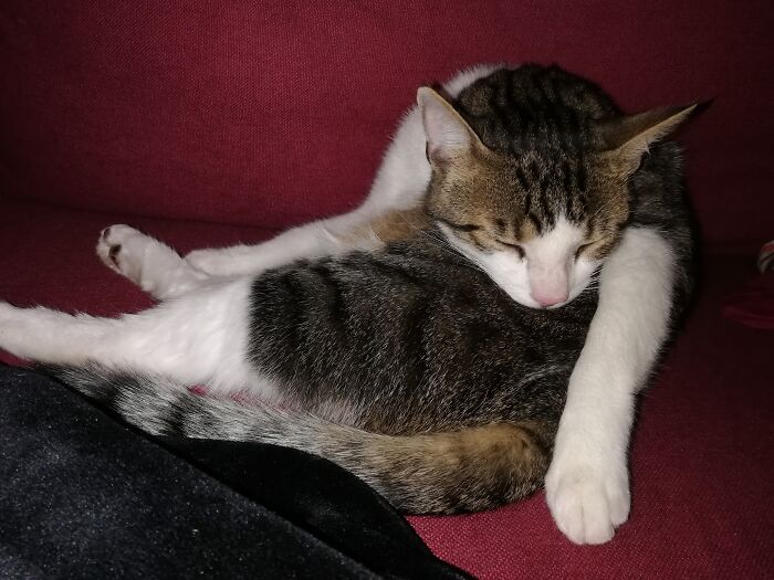 Hey Pandas, Post The Funniest Selfie Of One Of Your Pets Hey Pandas, Post The Funniest Selfie Of One Of Your Pets