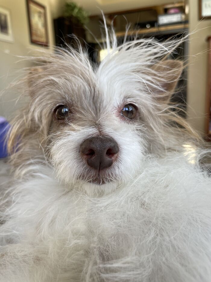 Hey Pandas, Post The Funniest Selfie Of One Of Your Pets Hey Pandas, Post The Funniest Selfie Of One Of Your Pets