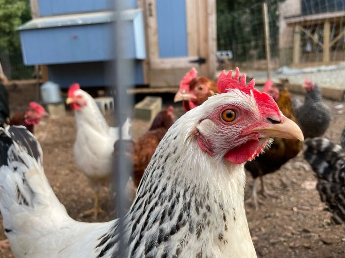 Hey Pandas, Post The Funniest Selfie Of One Of Your Pets Hey Pandas, Post The Funniest Selfie Of One Of Your Pets