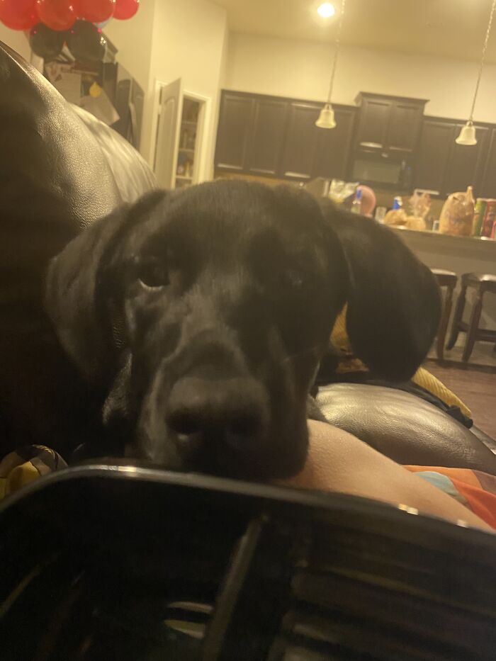 Hey Pandas, Post The Funniest Selfie Of One Of Your Pets Hey Pandas, Post The Funniest Selfie Of One Of Your Pets