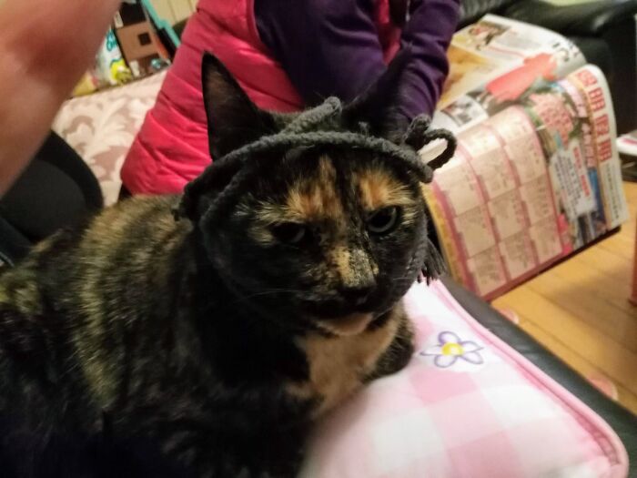 Hey Pandas, Post The Funniest Selfie Of One Of Your Pets Hey Pandas, Post The Funniest Selfie Of One Of Your Pets