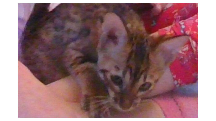 Hey Pandas, Post The Funniest Selfie Of One Of Your Pets Hey Pandas, Post The Funniest Selfie Of One Of Your Pets