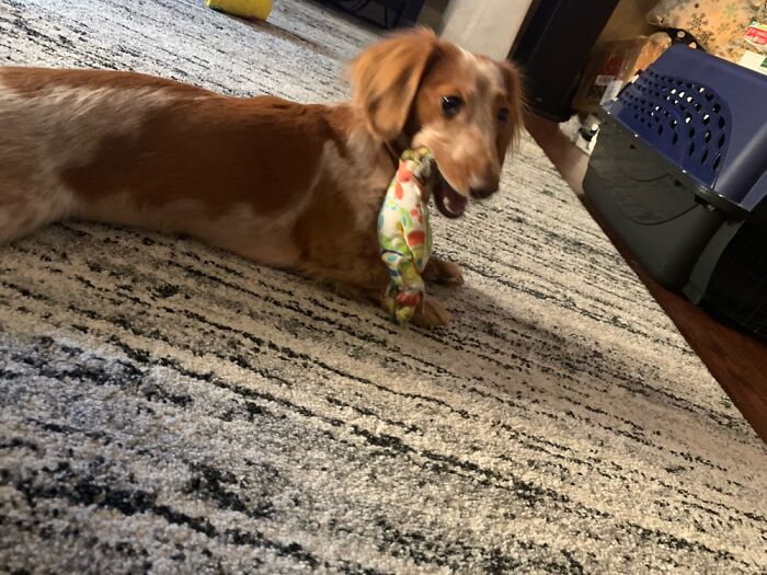 Hey Pandas, Post The Funniest Selfie Of One Of Your Pets Hey Pandas, Post The Funniest Selfie Of One Of Your Pets