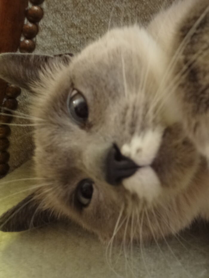 Hey Pandas, Post The Funniest Selfie Of One Of Your Pets Hey Pandas, Post The Funniest Selfie Of One Of Your Pets