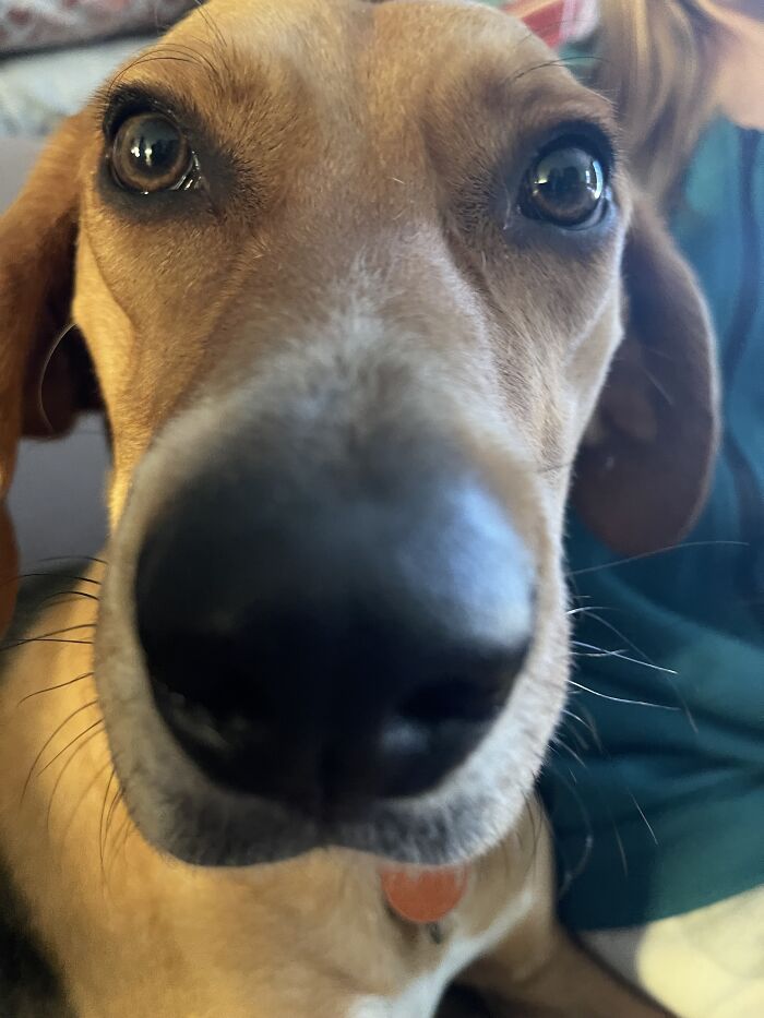 Hey Pandas, Post The Funniest Selfie Of One Of Your Pets Hey Pandas, Post The Funniest Selfie Of One Of Your Pets