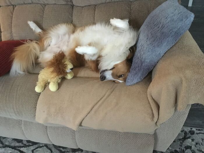 Hey Pandas, Post The Funniest Selfie Of One Of Your Pets Hey Pandas, Post The Funniest Selfie Of One Of Your Pets