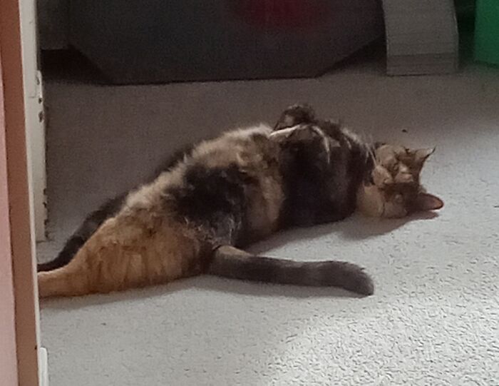 Hey Pandas, Post The Funniest Selfie Of One Of Your Pets Hey Pandas, Post The Funniest Selfie Of One Of Your Pets