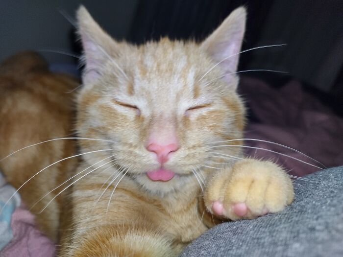 Hey Pandas, Post The Funniest Selfie Of One Of Your Pets Hey Pandas, Post The Funniest Selfie Of One Of Your Pets