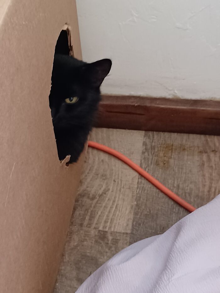 Hey Pandas, Post The Funniest Selfie Of One Of Your Pets Hey Pandas, Post The Funniest Selfie Of One Of Your Pets