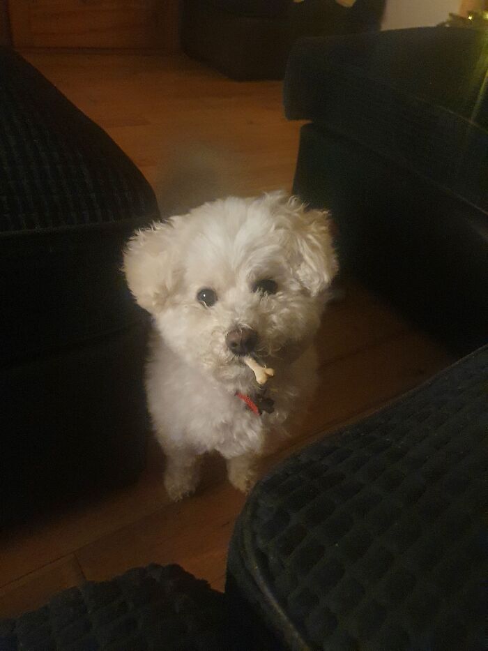 Hey Pandas, Post The Funniest Selfie Of One Of Your Pets Hey Pandas, Post The Funniest Selfie Of One Of Your Pets