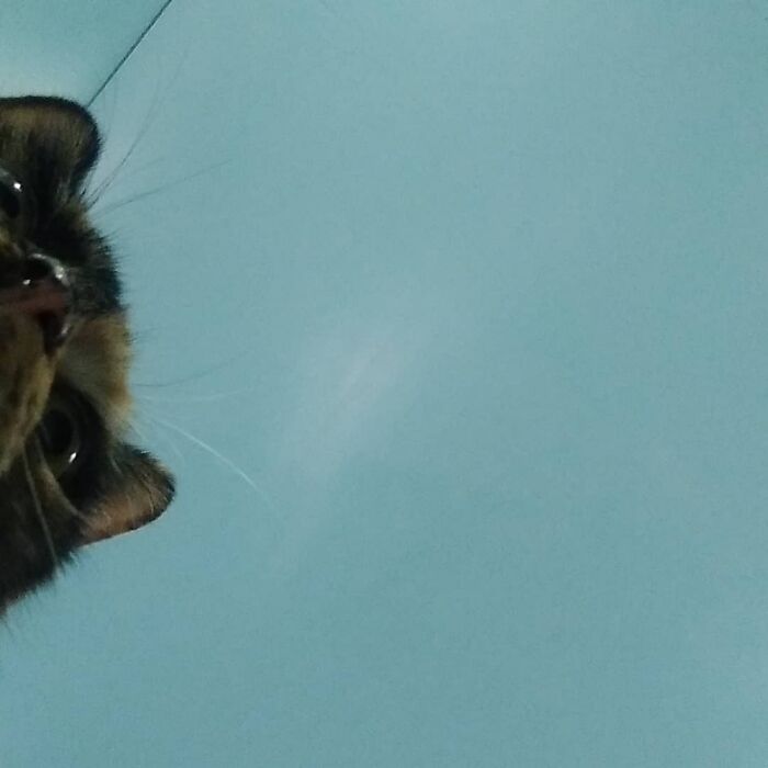 Hey Pandas, Post The Funniest Selfie Of One Of Your Pets Hey Pandas, Post The Funniest Selfie Of One Of Your Pets