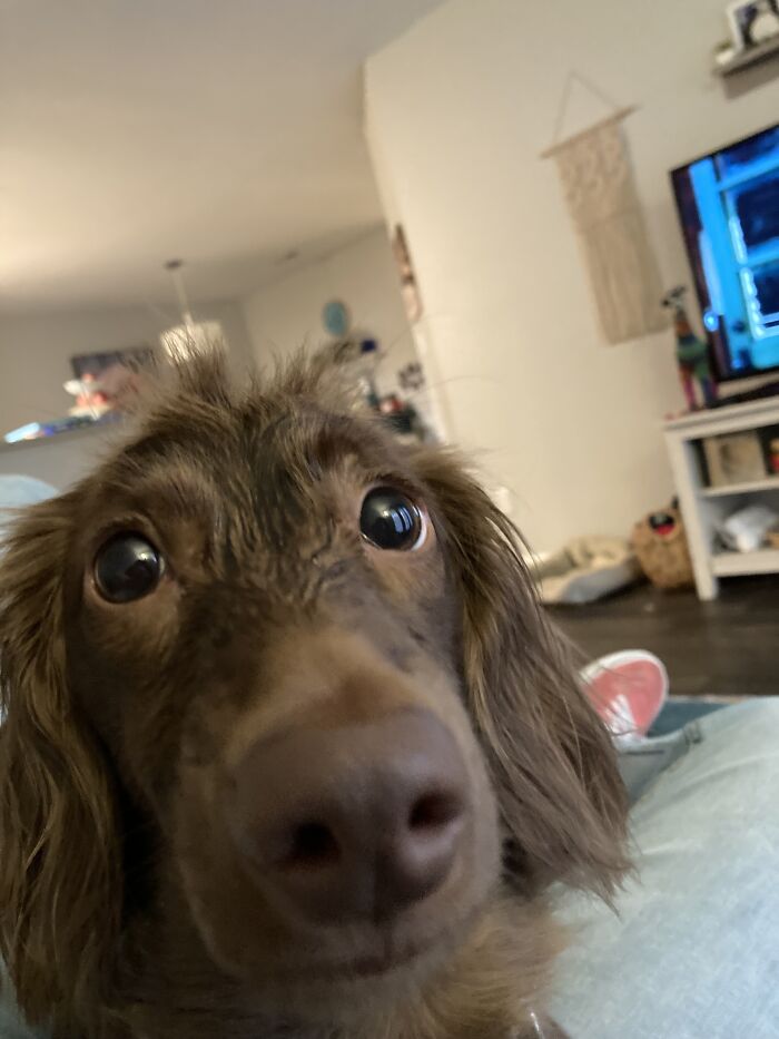 Hey Pandas, Post The Funniest Selfie Of One Of Your Pets Hey Pandas, Post The Funniest Selfie Of One Of Your Pets