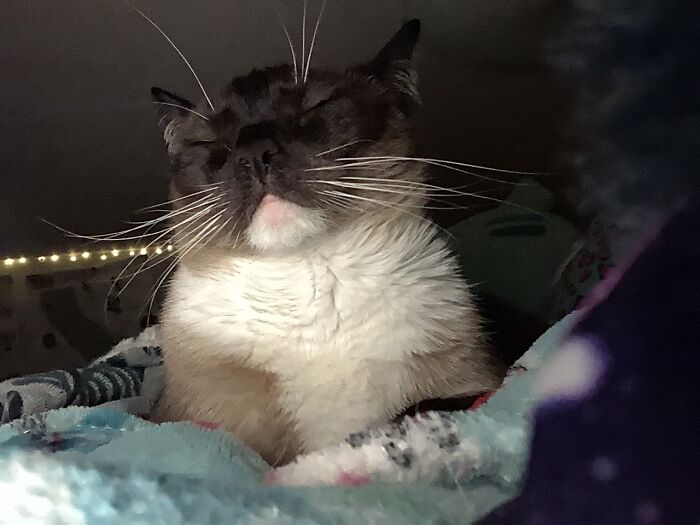 Hey Pandas, Post The Funniest Selfie Of One Of Your Pets Hey Pandas, Post The Funniest Selfie Of One Of Your Pets