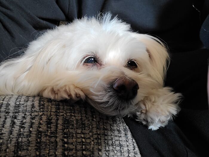 Hey Pandas, Post The Funniest Selfie Of One Of Your Pets Hey Pandas, Post The Funniest Selfie Of One Of Your Pets