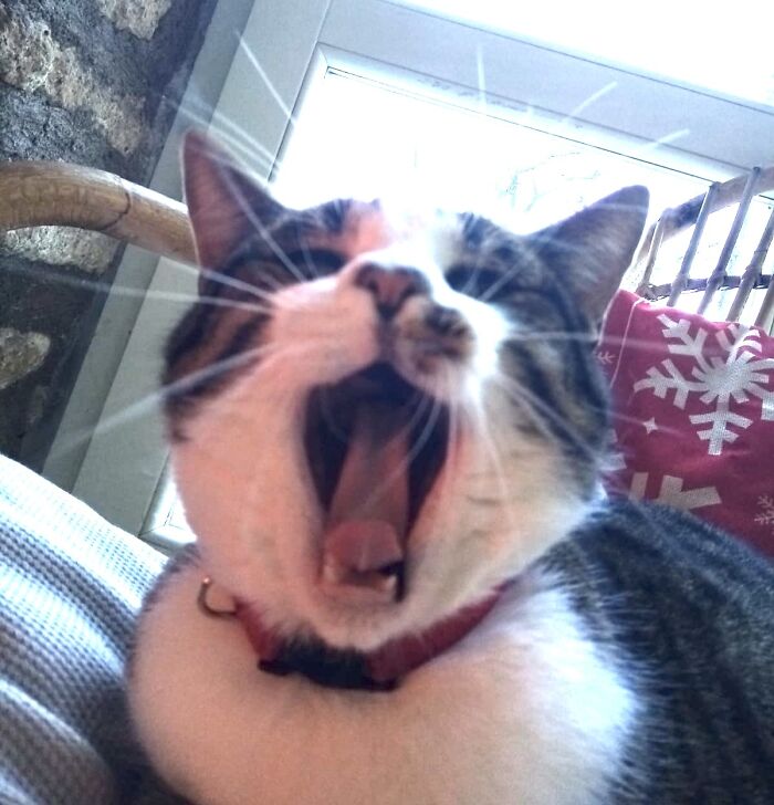 Hey Pandas, Post The Funniest Selfie Of One Of Your Pets Hey Pandas, Post The Funniest Selfie Of One Of Your Pets