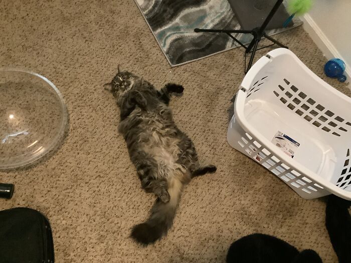 Hey Pandas, Post The Funniest Selfie Of One Of Your Pets Hey Pandas, Post The Funniest Selfie Of One Of Your Pets