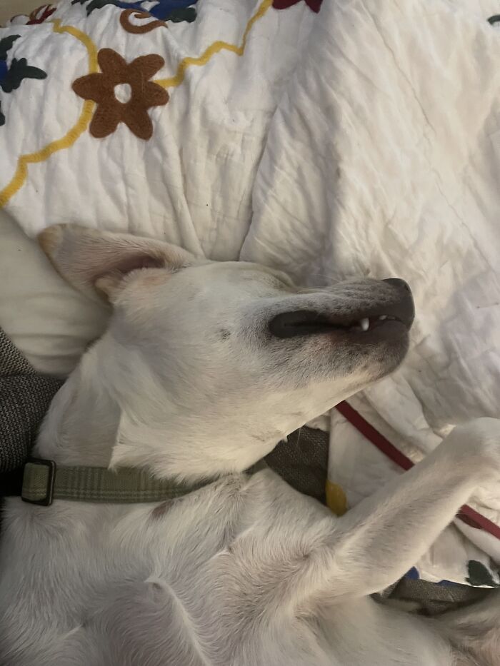 Hey Pandas, Post The Funniest Selfie Of One Of Your Pets Hey Pandas, Post The Funniest Selfie Of One Of Your Pets