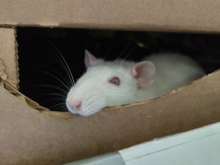 Hey Pandas, Post The Funniest Selfie Of One Of Your Pets Hey Pandas, Post The Funniest Selfie Of One Of Your Pets