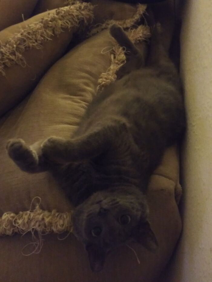 Hey Pandas, Post The Funniest Selfie Of One Of Your Pets Hey Pandas, Post The Funniest Selfie Of One Of Your Pets