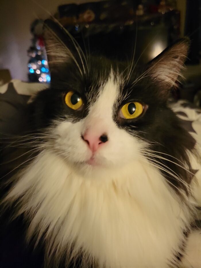 Hey Pandas, Post The Funniest Selfie Of One Of Your Pets Hey Pandas, Post The Funniest Selfie Of One Of Your Pets