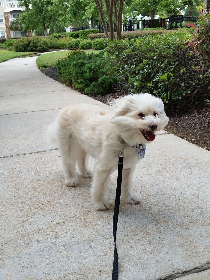 Hey Pandas, Post The Funniest Selfie Of One Of Your Pets Hey Pandas, Post The Funniest Selfie Of One Of Your Pets