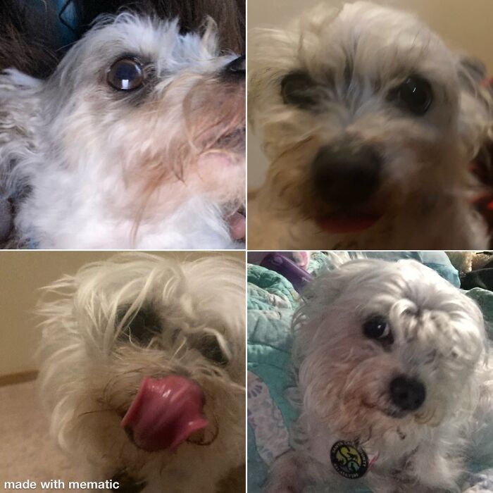 Hey Pandas, Post The Funniest Selfie Of One Of Your Pets Hey Pandas, Post The Funniest Selfie Of One Of Your Pets