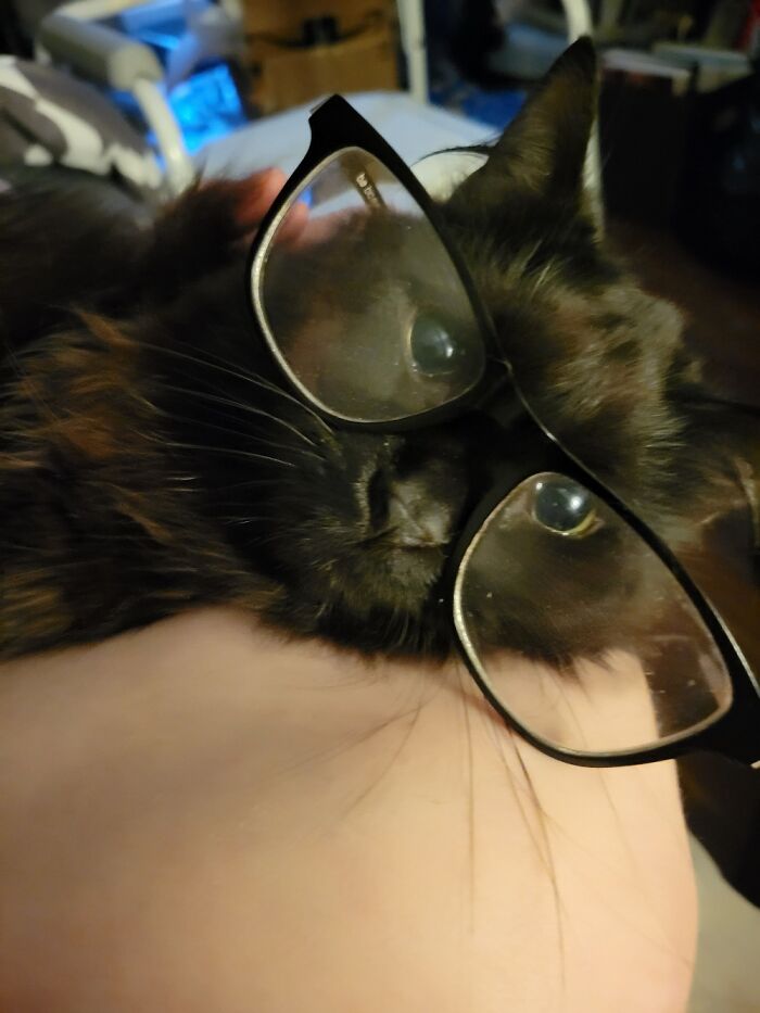 Hey Pandas, Post The Funniest Selfie Of One Of Your Pets Hey Pandas, Post The Funniest Selfie Of One Of Your Pets