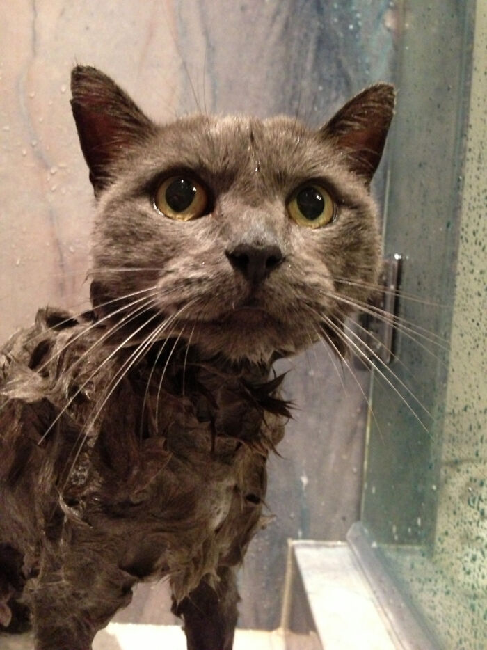 Hey Pandas, Post The Funniest Selfie Of One Of Your Pets Hey Pandas, Post The Funniest Selfie Of One Of Your Pets