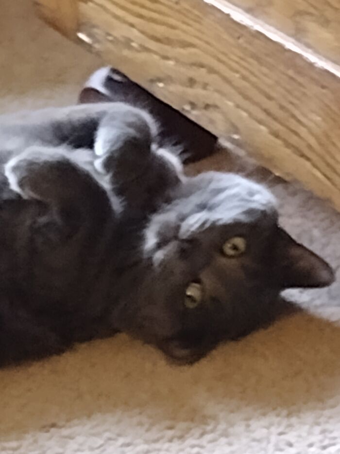 Hey Pandas, Post The Funniest Selfie Of One Of Your Pets Hey Pandas, Post The Funniest Selfie Of One Of Your Pets