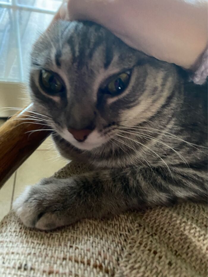 Hey Pandas, Post The Funniest Selfie Of One Of Your Pets Hey Pandas, Post The Funniest Selfie Of One Of Your Pets